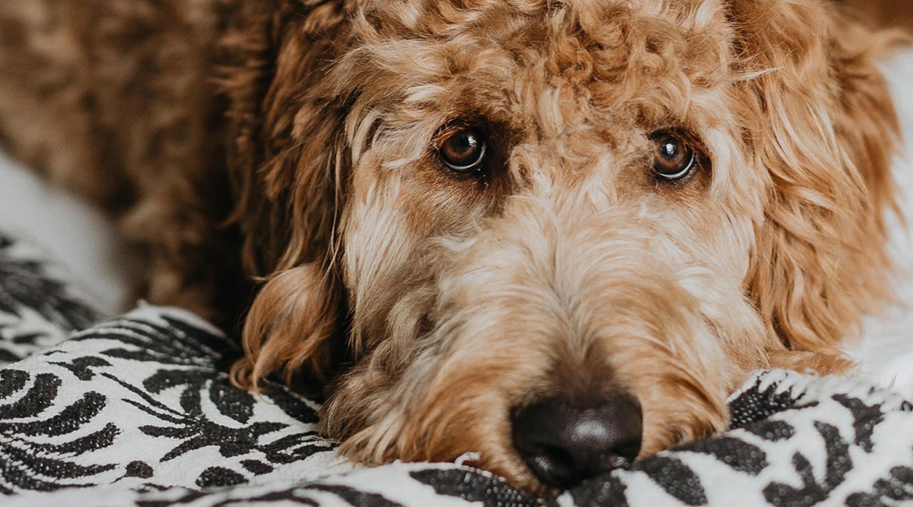 Pet Friendly dog on bed